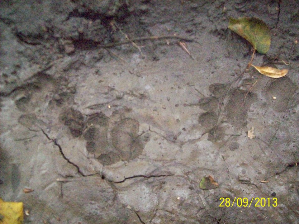 Impronte..... Lince o Tasso???